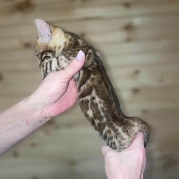 Simba | Male Bengal cat - Image 2