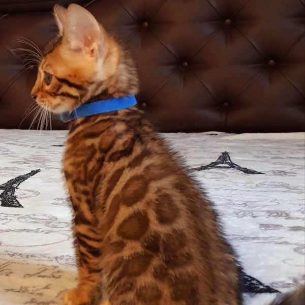 Dante | Male Bengal cat - Image 2