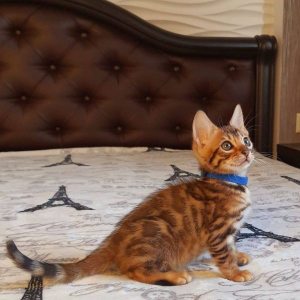 Dante | Male Bengal cat - Image 3