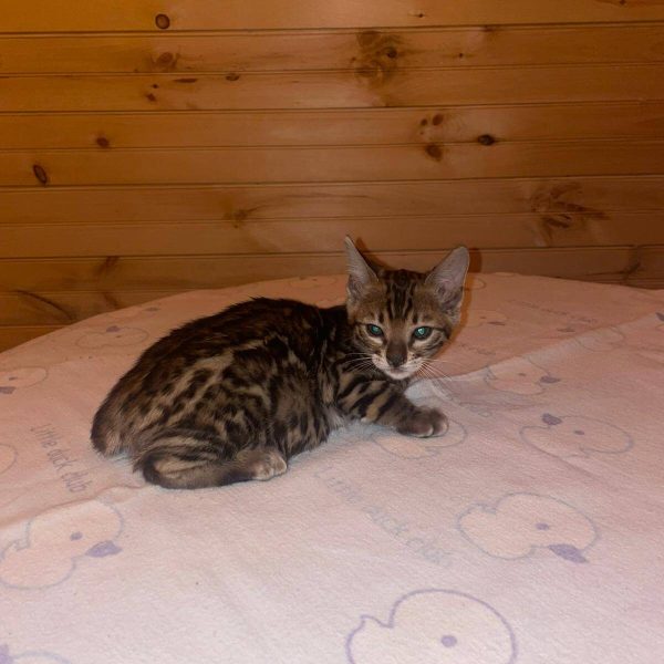 Sheba | Female Bengal Cat - Image 3