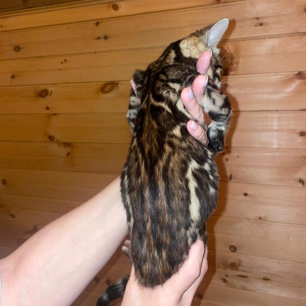 Sheba | Female Bengal Cat - Image 2