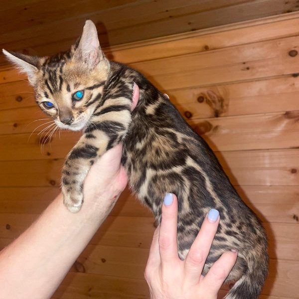 Sheba | Female Bengal Cat
