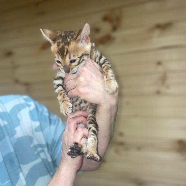 Shanti | Female Bengal cat - Image 2