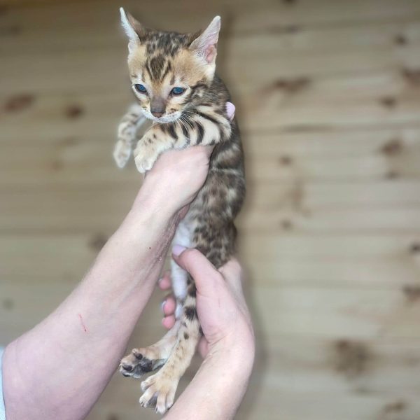 Simba | Male Bengal cat - Image 4