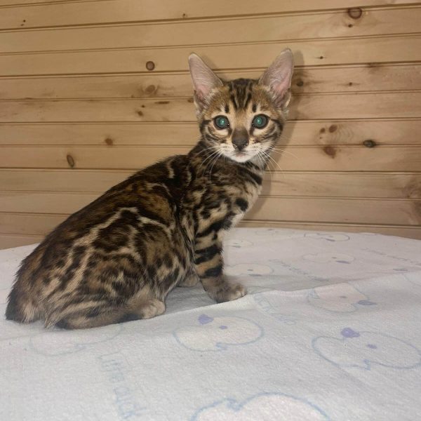 Sheba | Female Bengal Cat - Image 4