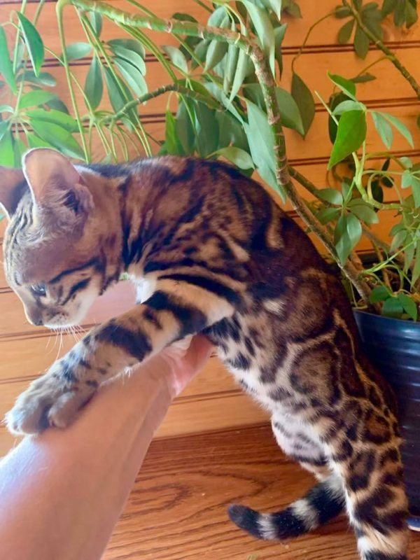 Sheba - Female Bengal cat - Image 2