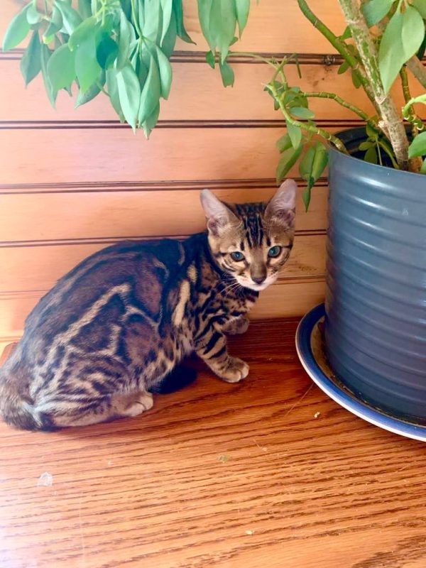 Sheba - Female Bengal cat