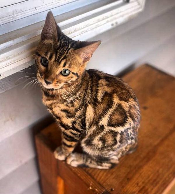 Simba - Male Bengal Cat