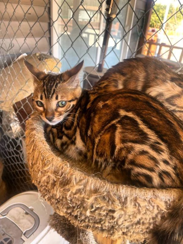 Sheba - Female Bengal cat - Image 3
